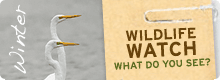 Participate in Winter Wildlife Watch